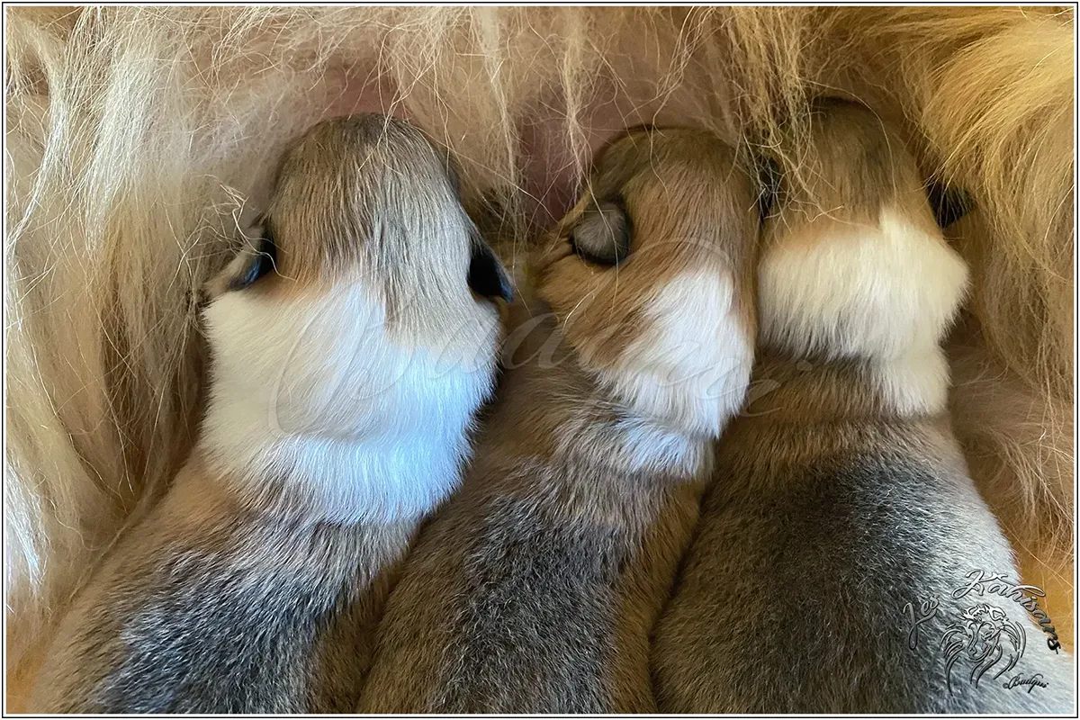 Les bébés de Nala Gold du BDA