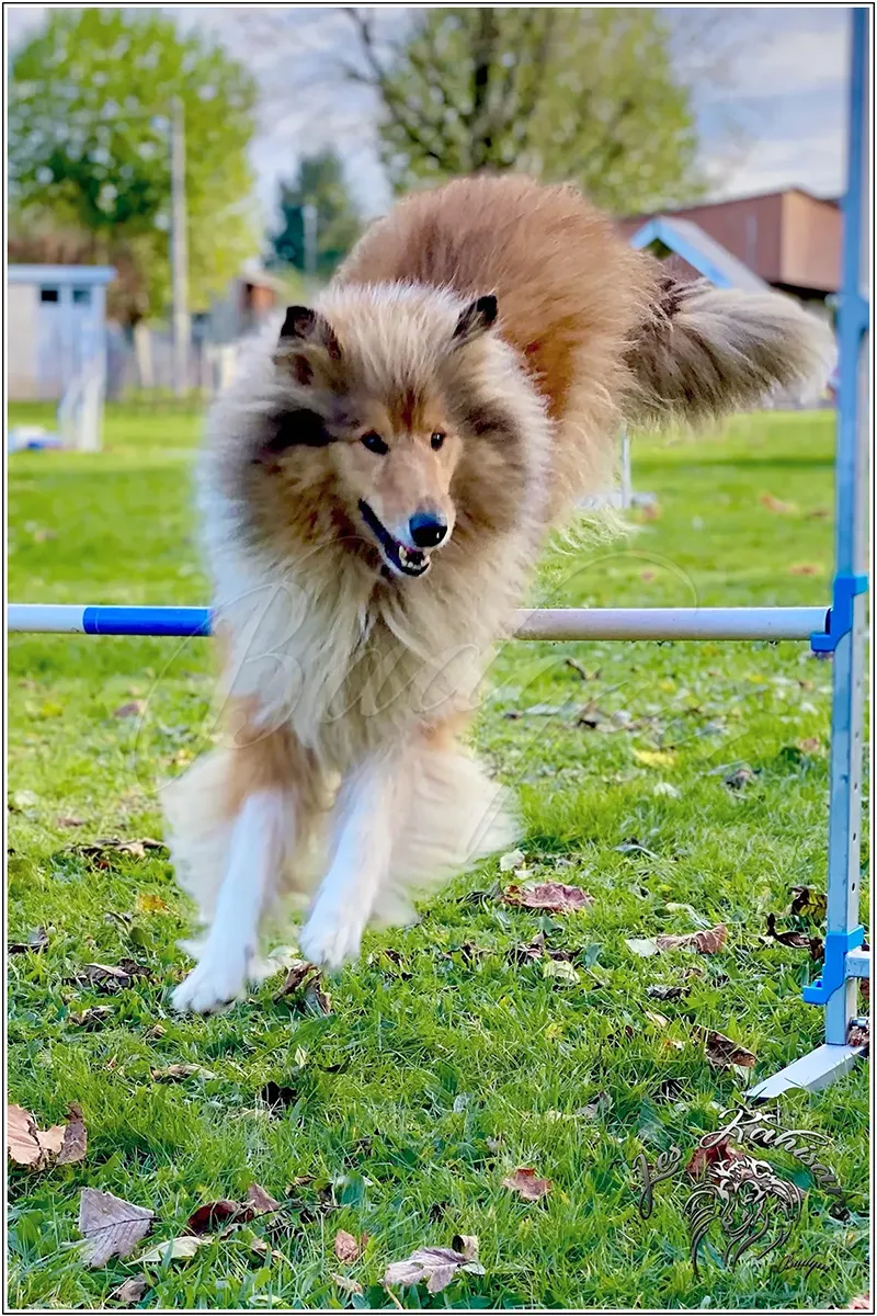 Rose à l'Agility