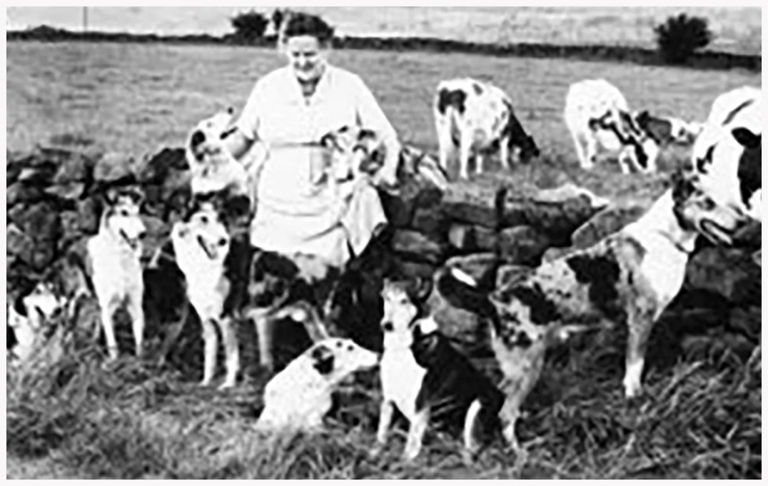 Miss Grey présente en 1950 ses Colley, tous des chiens champions