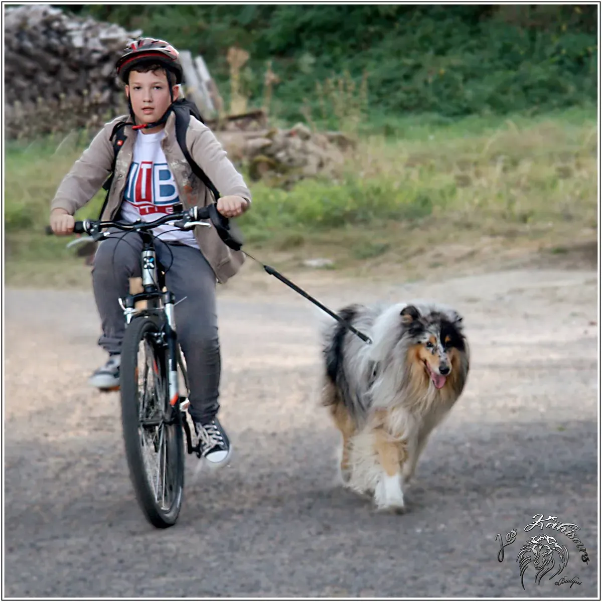 Notre fils pratiquant le cani VTT avec Iron