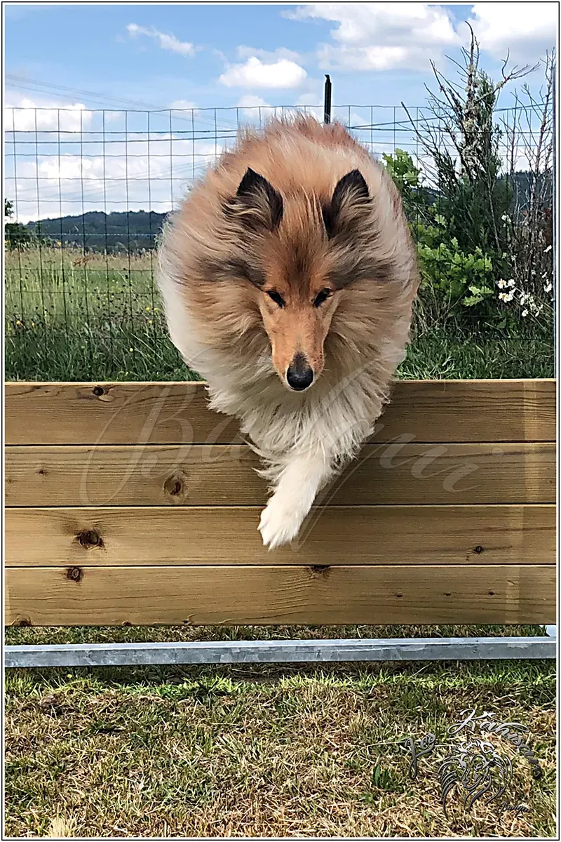 Hermione au saut d'obeissance