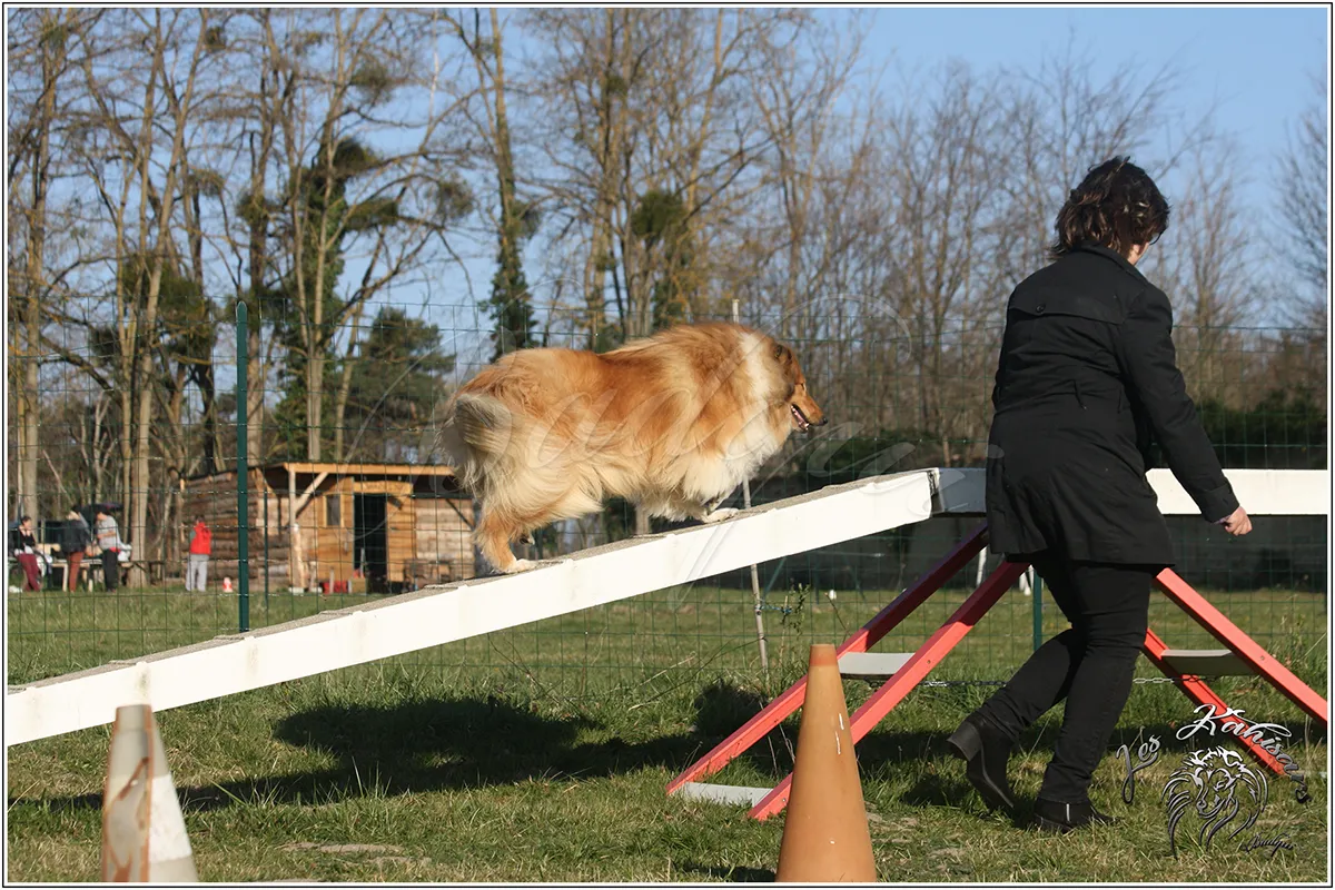 Hermione pratique l'agility