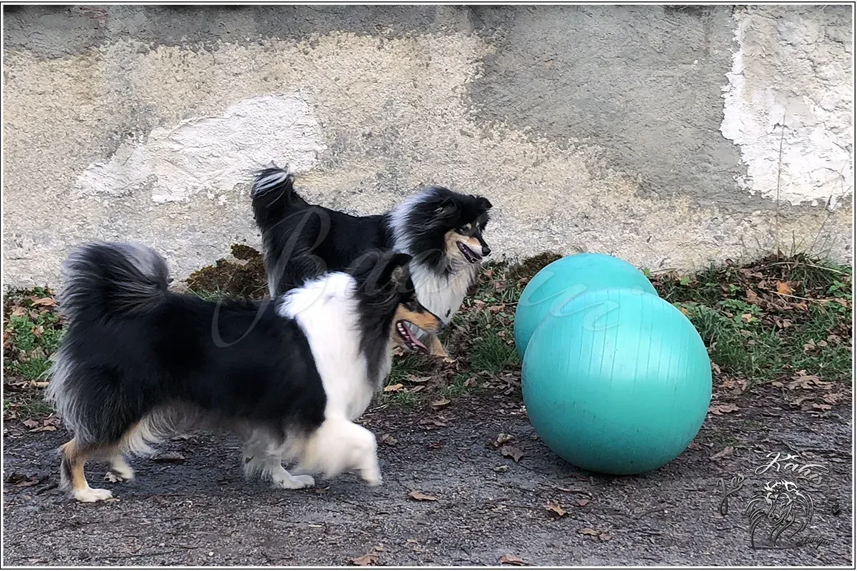 Les filles s'essaient au treilball