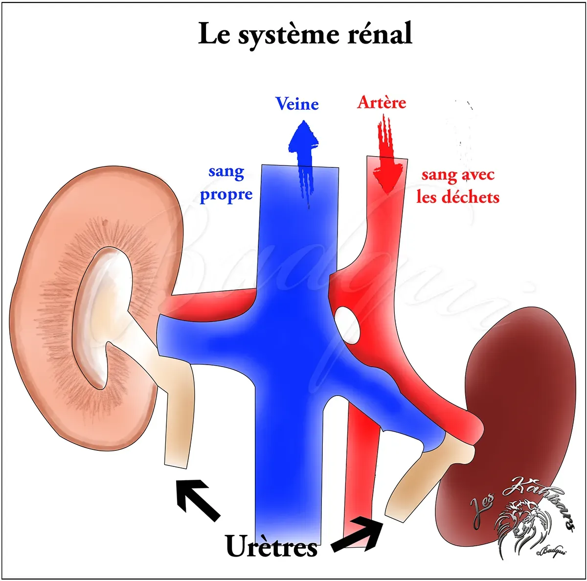 Fonctionnement du système rénal