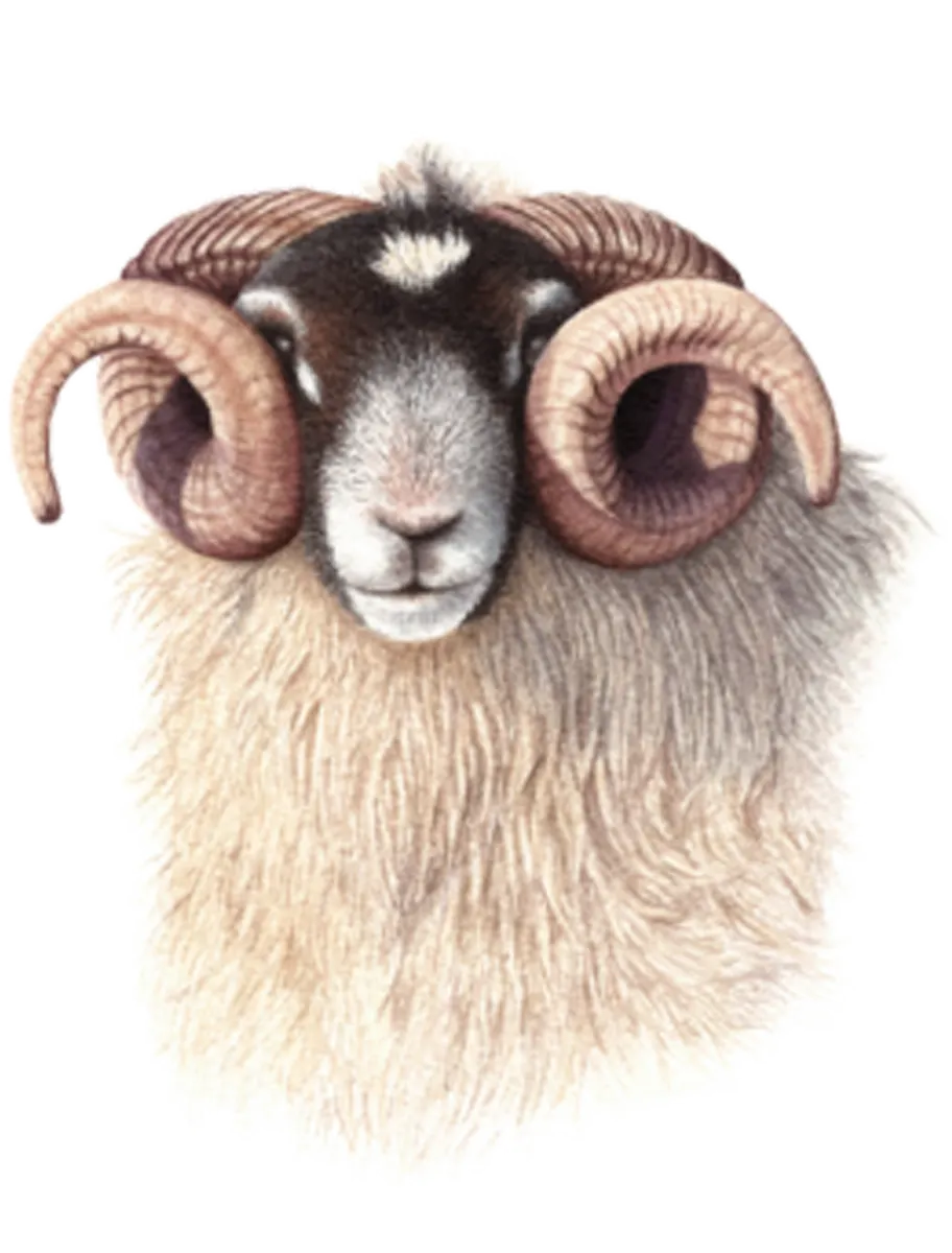 Scotish Blackface Sheep qui donna son nom au Colley ou Collie