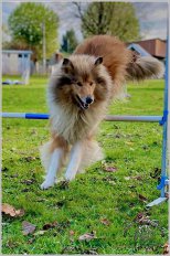 Rosa Parks of Kahisars Agility