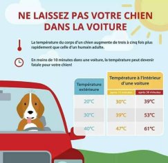 Les hautes températures, danger pour le chien