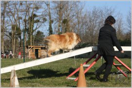 Hermione - Nala Gold Du Bois des Amazones à l'Agility