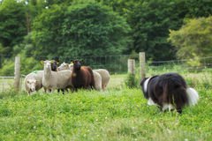 Le Colley et les moutons