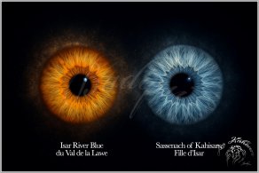 L'oeil du Colley et ses maladies