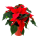 Poinsettia